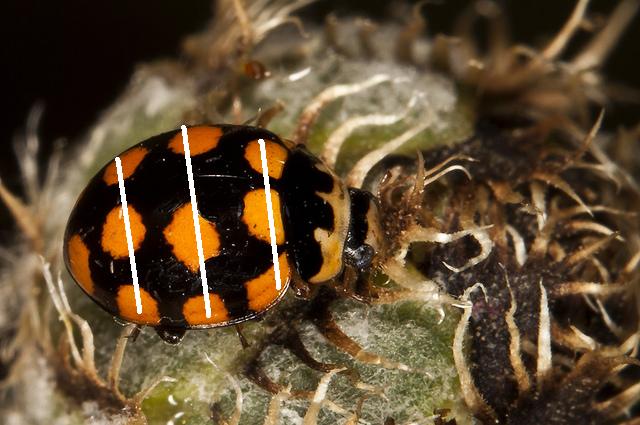 Coccinellidae: Vibidia duodecimguttata? No, Oenopia lyncea